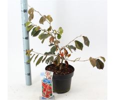 hamamelis int diane potmaat 19cm planthoogte 40cm