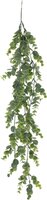 hangplant 80cm, meerdere soorten, per stuk - afbeelding 6