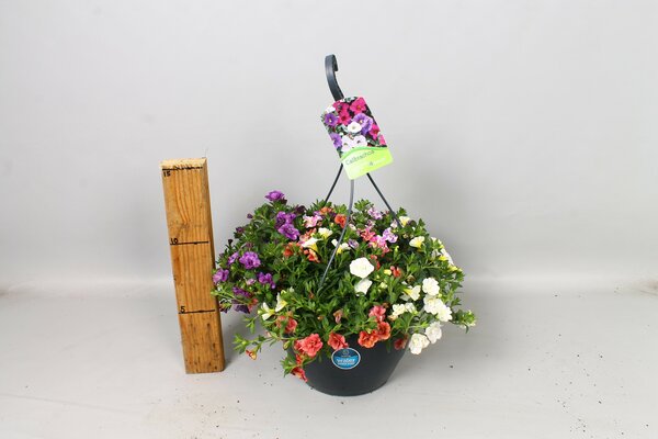 Hangpot Callibrachoa Mix, pot 23 cm
