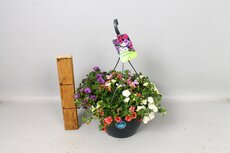 Hangpot Callibrachoa Mix, pot 23 cm