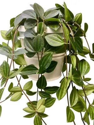 Hangpot Peperomia Ang. Rocca Scuro P15