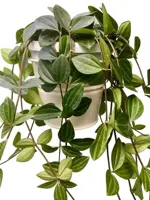 Hangpot Peperomia Ang. Rocca Scuro P15