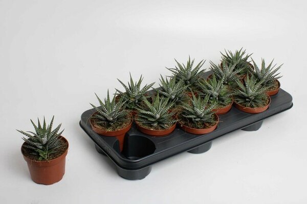 Haworthia fasciala 'Big Band, pot 10,5 cm, h 15 cm