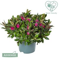 Hebe addenda donna pink, pot 23 cm, h 40 cmm