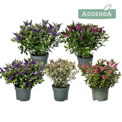 Hebe addenda Mix kleuren, pot 19 cm, h 40  cm
