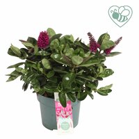Hebe addenda Mix, pot 12 cm, h 30 cm - afbeelding 2