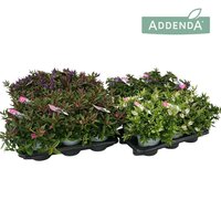 Hebe  'Addenda mix, pot 19 cm, h 40 cm - afbeelding 3