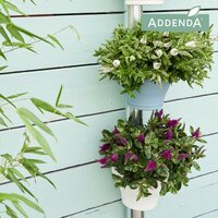 Hebe  'Addenda mix, pot 19 cm, h 40 cm - afbeelding 2
