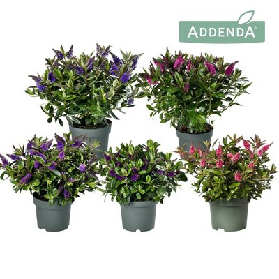 Hebe  'Addenda mix, pot 19 cm, h 40 cm - afbeelding 1