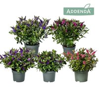 Hebe  'Addenda mix, pot 19 cm, h 40 cm - afbeelding 1