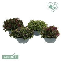 Hebe addenda petita schaal dsn 23 cm
