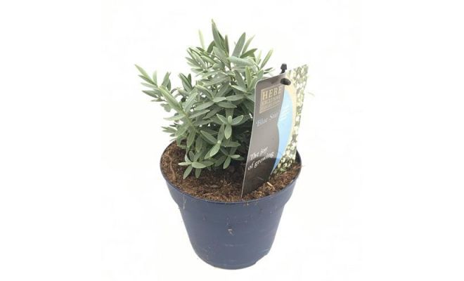 Hebe Blue Star, pot 17 cm, h 20 cm - afbeelding 1