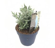 Hebe Blue Star, pot 17 cm, h 20 cm - afbeelding 2