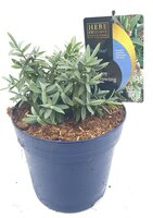 Hebe Blue Star, pot 17 cm, h 20 cm - afbeelding 2