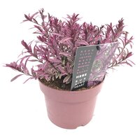 Hebe Burning Heart, pot 17 cm, h 20 cm