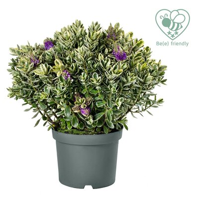 Hebe Classica 'Katrina'(Addenda), pot 17 cm, h 35 cm