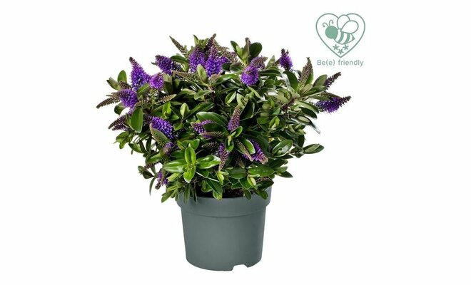 Hebe Donna® 'Anna' (Addenda), pot 17 cm, h 20 cm