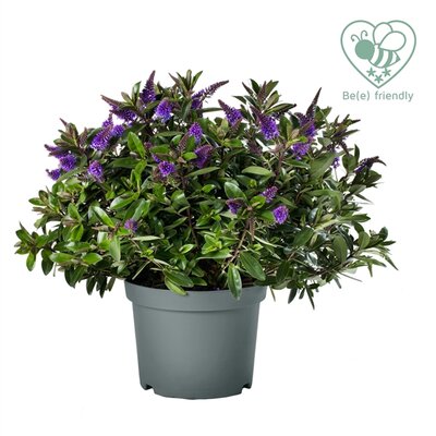 Hebe Donna® 'Anna' (Addenda), pot 23 cm, h 40 cm