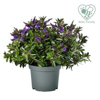 Hebe Donna® 'Anna' (Addenda), pot 23 cm, h 40 cm