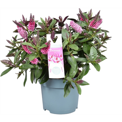 Hebe  'Donna Eva, pot 23 cm, h 40 cm