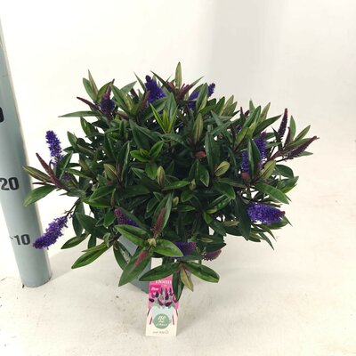 Hebe Donna 'Ida Purple, pot 21 cm, h 35 cm