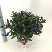 Hebe Donna 'Ida Purple, pot 21 cm, h 35 cm