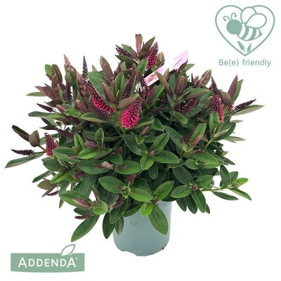Hebe Donna 'Red' (Addenda), pot 17 cm, h 35 cm