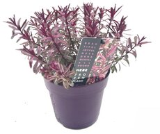 Hebe Frozen Flame, pot 17 cm, h 20 cm - afbeelding 3