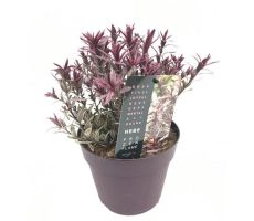 Hebe Frozen Flame, pot 17 cm, h 20 cm - afbeelding 3