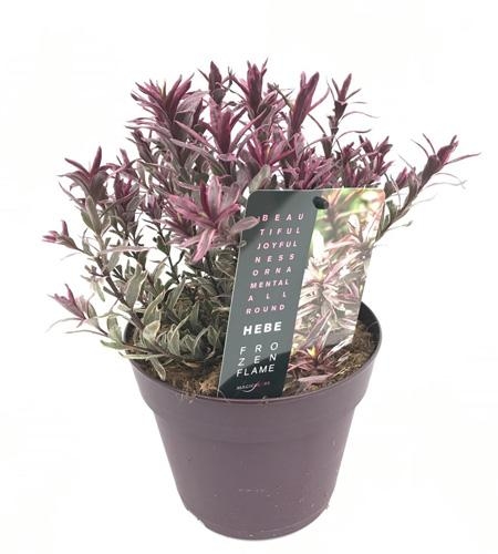 Hebe Frozen Flame, pot 17 cm, h 20 cm - Tuincentrum Bull
