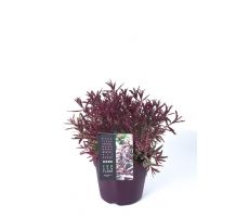 Hebe Frozen Flame, pot 17 cm, h 20 cm - afbeelding 2