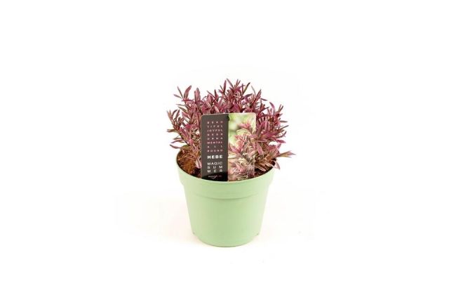 Hebe Magic Summer, pot 17 cm, h 20 cm - afbeelding 1