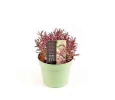 Hebe Magic Summer, pot 17 cm, h 20 cm - afbeelding 2