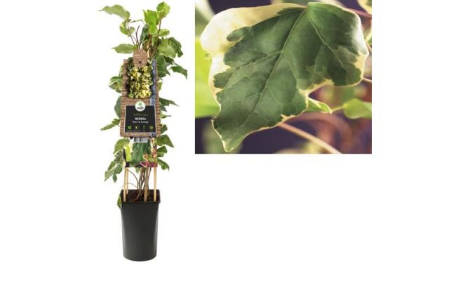 Hedera 'Gloire de Marengo, klimplant in pot - afbeelding 1