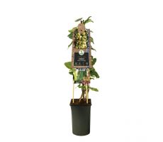 Hedera 'Gloire de Marengo, klimplant in pot - afbeelding 2