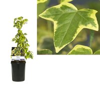 Hedera h. Goldchild P16 3.0