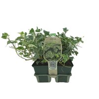 Hedera hel. 'White Ripple', 6 pack - afbeelding 1