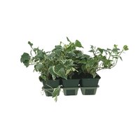 Hedera hel. 'White Ripple', 6 pack - afbeelding 2