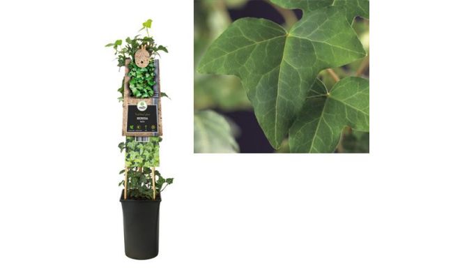 Hedera helix, klimplant in pot - afbeelding 1