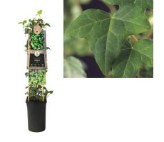 Hedera helix, klimplant in pot - afbeelding 1