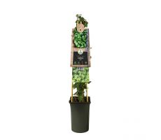 Hedera helix, klimplant in pot - afbeelding 2