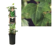 Hedera helix, klimplant in pot - afbeelding 3