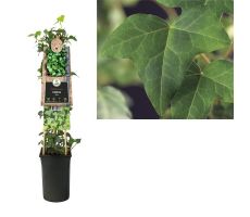 Hedera helix, klimplant in pot - afbeelding 4