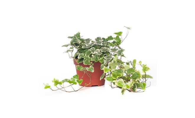 Hedera helix 'Anna, pot 13 cm, h 15 cm