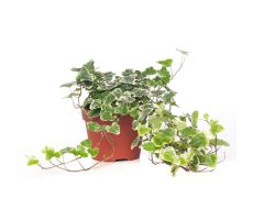 Hedera helix 'Anna, pot 13 cm, h 15 cm