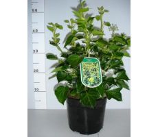 Hedera helix Arborescens p19 h40cm, klimplant in pot