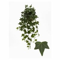 Hedera helix 'Elja, hangpot 19 cm, h 50 cm