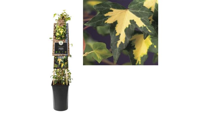 Hedera helix 'Goldheart, klimplant in pot - afbeelding 1