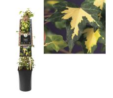 Hedera helix 'Goldheart, klimplant in pot - afbeelding 1