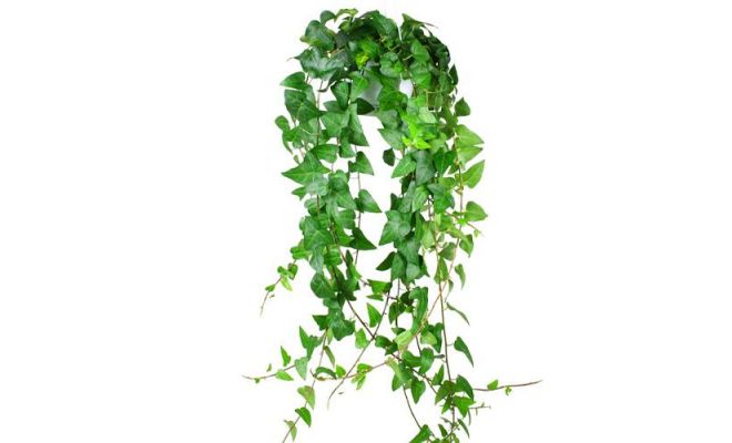 Hedera helix 'Mein Herz' hangpot potmaat 17cm planthoogte 90cm, klimplant in pot